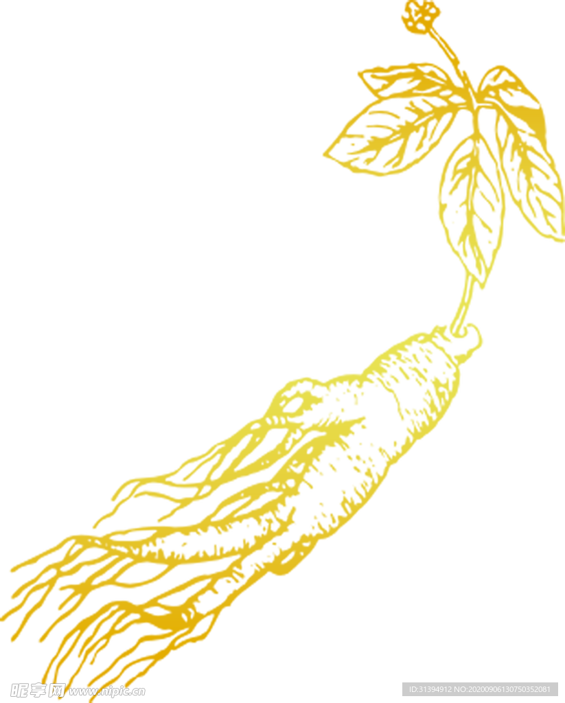 人参