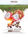 火龙果图片