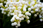 白色蓬松花卉