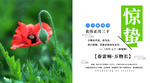 手机壁纸