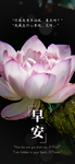 手机壁纸