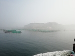 大海