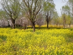 油菜花