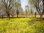 油菜花