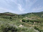 山