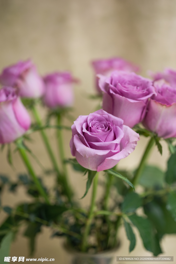 紫色玫瑰花