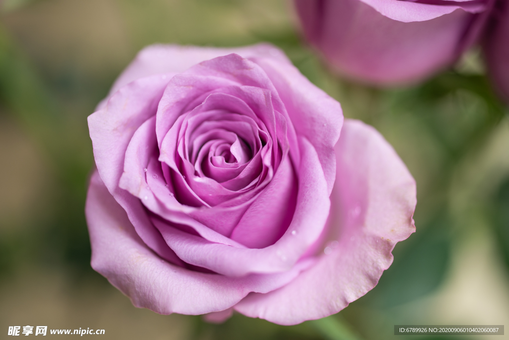 紫色玫瑰花