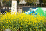 油菜花