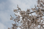 盛开的樱花  二月的风