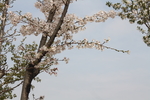 盛开的樱花树  二月的风