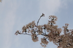 樱花花朵  二月的风