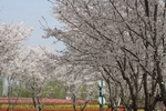 盛开的樱花树  二月的风
