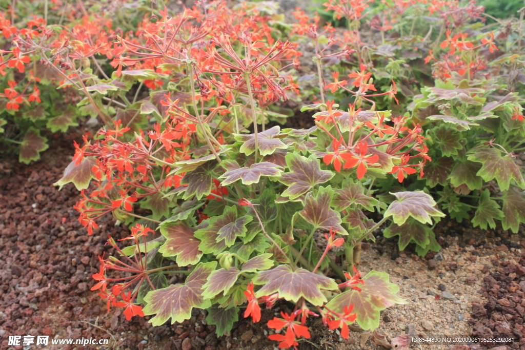 多肉 花盆 花坛 自然 风景