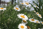 白色雏菊