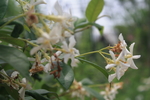 白色风车茉莉