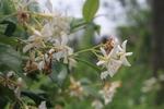 风车茉莉