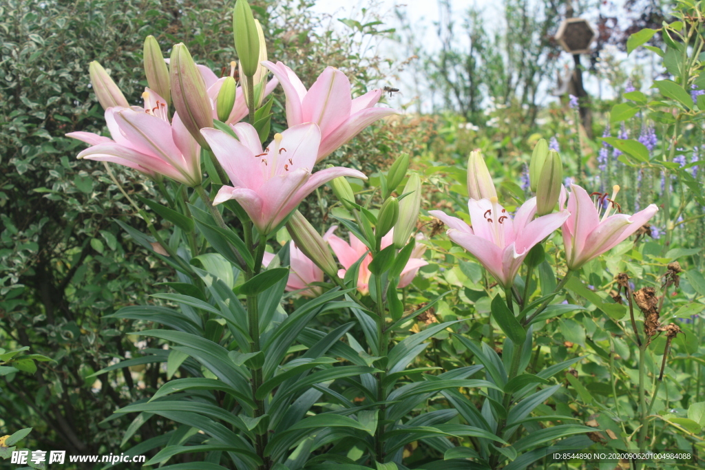 亚洲百合花