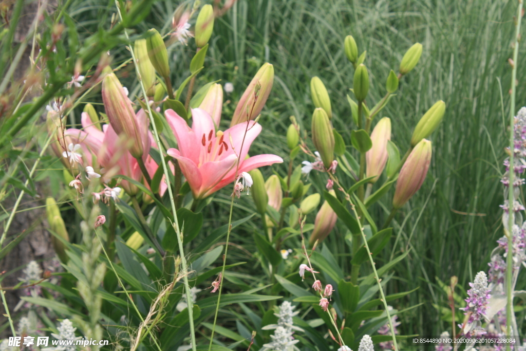 粉色百合花