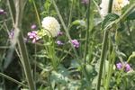 白色大丽花 花朵