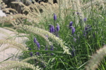 紫色花朵 狗尾巴草