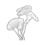 灵芝