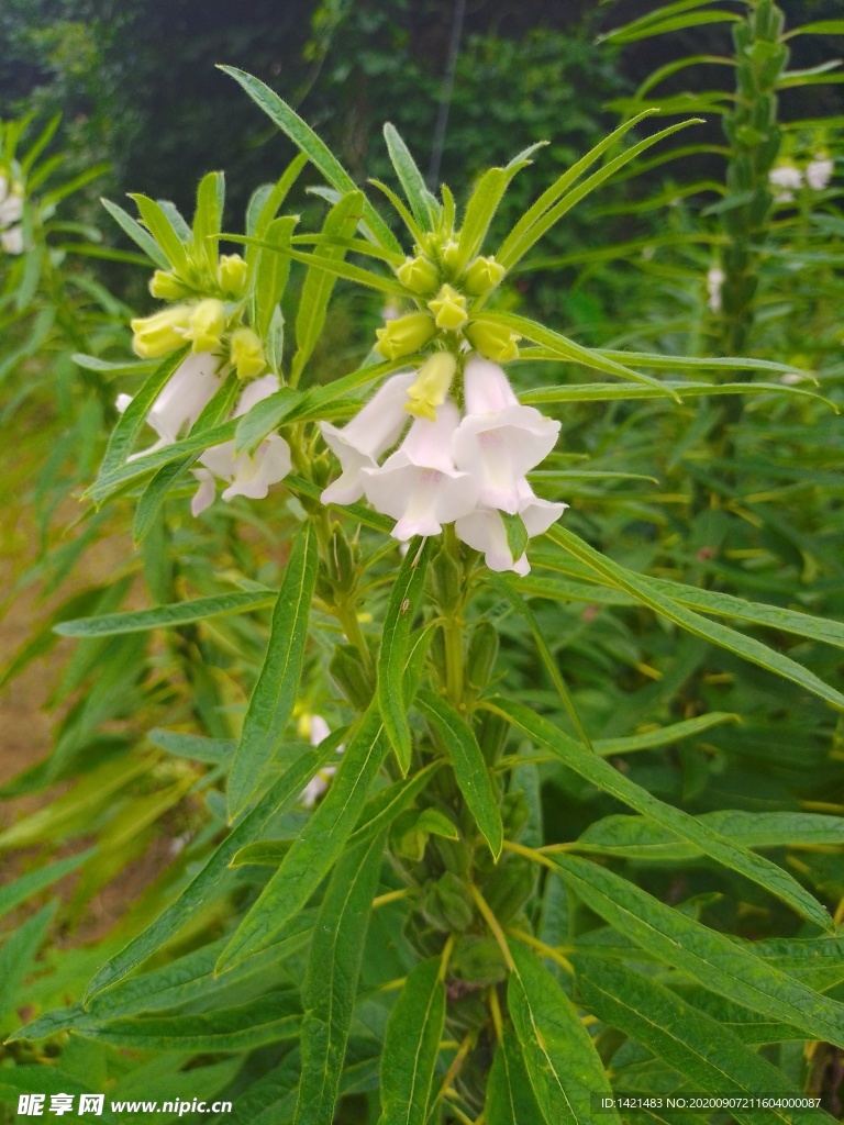 芝麻花