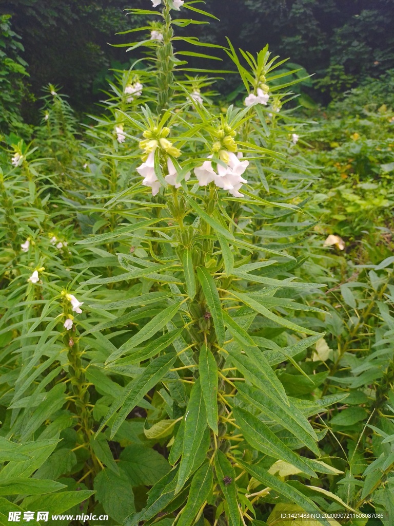 芝麻花