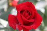 玫瑰花