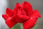 玫瑰花