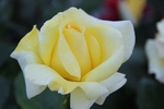玫瑰花