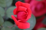 玫瑰花