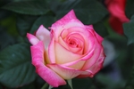 玫瑰花