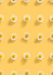 雏菊