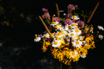 雏菊