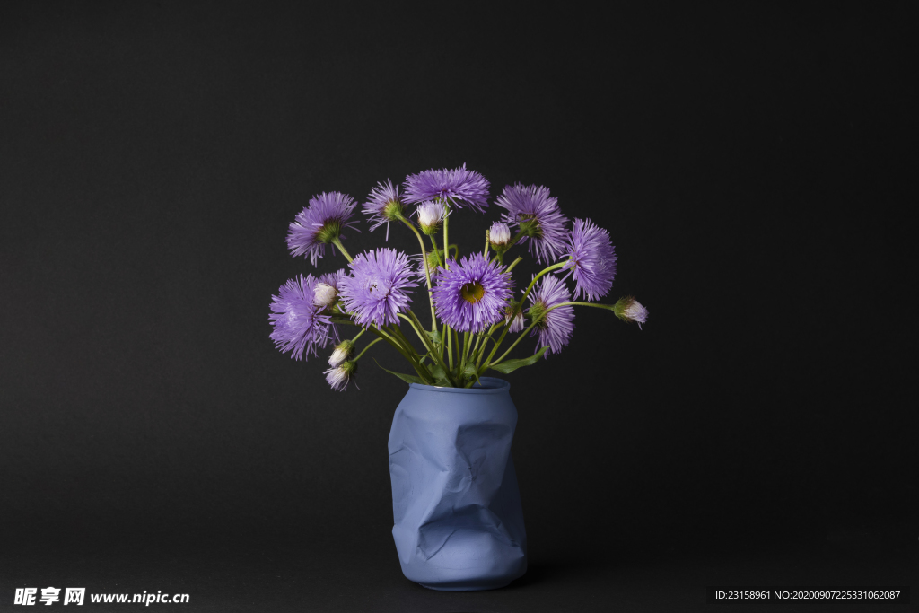 雏菊