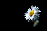 雏菊