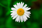 雏菊