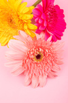 雏菊