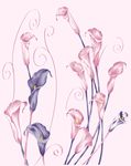 百合 郁金香 花朵 粉色 紫色