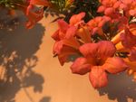 凌霄花