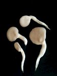 平菇 食用蘑菇 新鲜菌类 营养