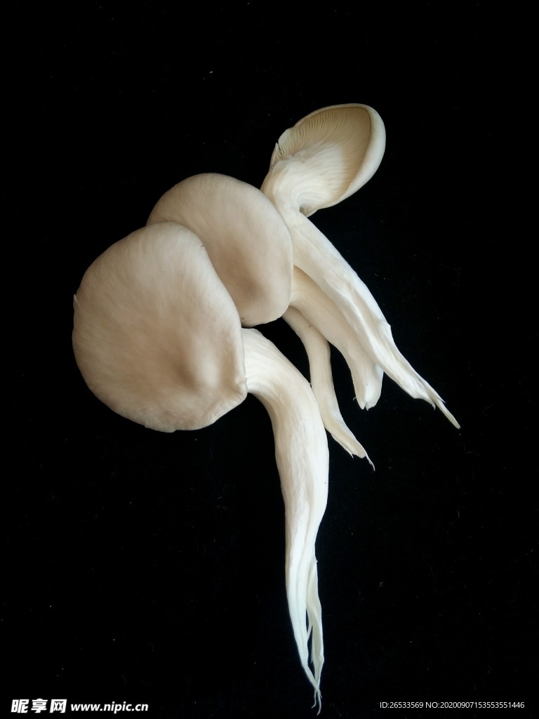 平菇 食用蘑菇 新鲜菌类 营养