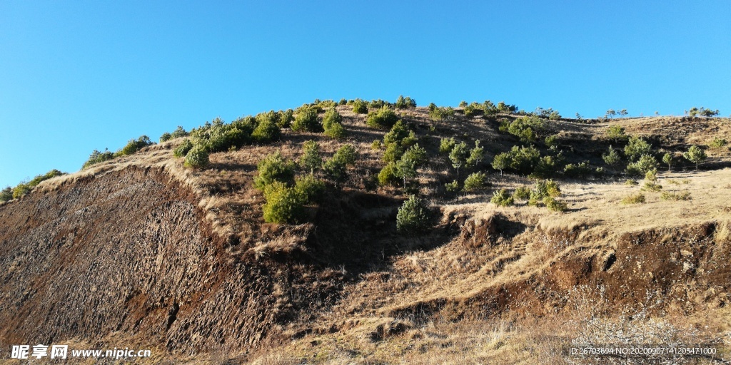 山坡松树风光