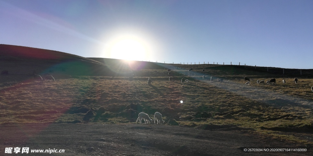 山上的羊群与日落风景