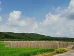 绿色水稻田