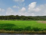 绿色水稻田