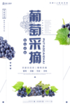 葡萄海报