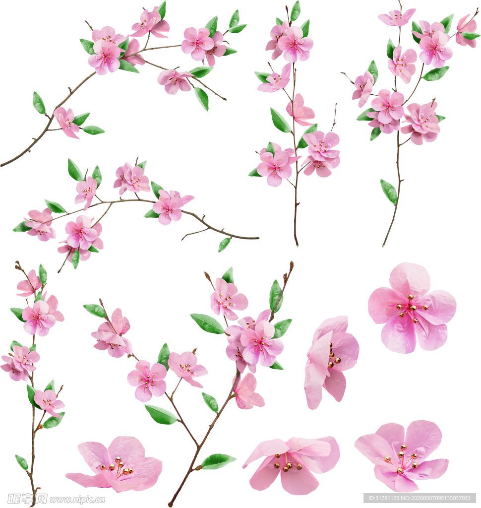 樱花