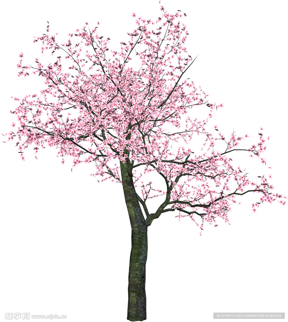 樱花