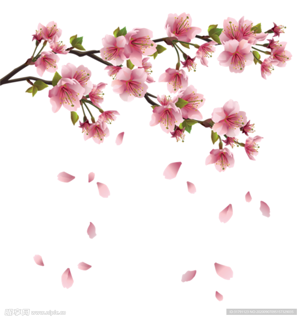 樱花